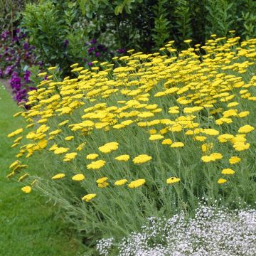 Achillea 'Moonshine' - Schafgarbe