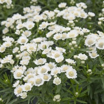 Achillea ptarmica 'Nana Compacta' - Schafgarbe