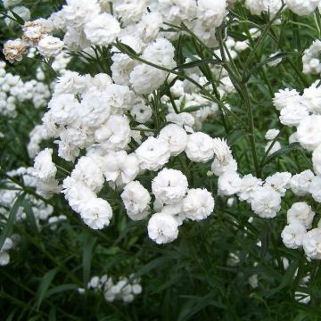 Achillea ptarmica 'The Pearl' - Schafgarbe