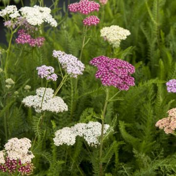 Achillea 'Summer Pastels' - Schafgarbe