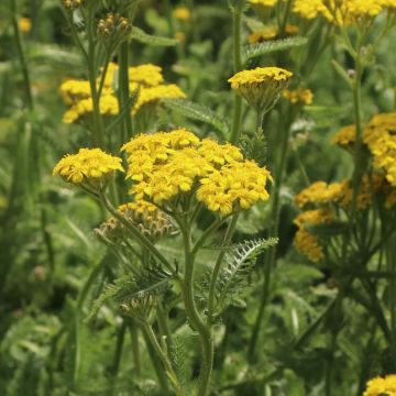 Achillea tomentosa 'Aurea' - Schafgarbe