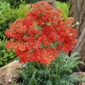 Achillea 'Walther Funcke' - Schafgarbe