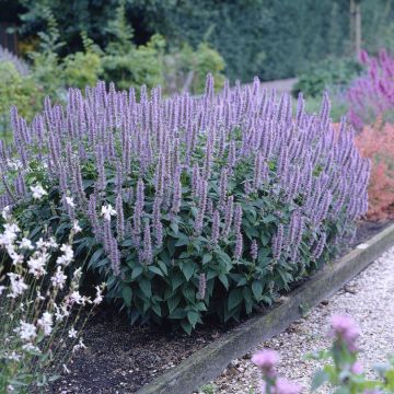 Agastache 'Blue Fortune' - Duftnessel