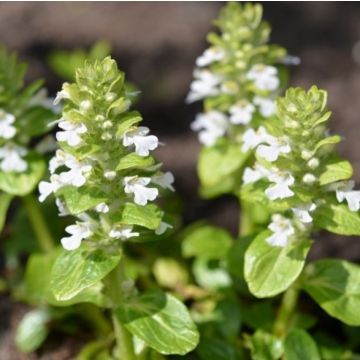 Ajuga reptans 'Alba' - Günsel