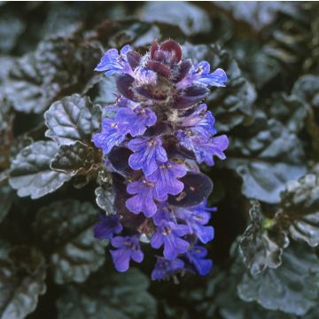 Rotblättriger Günsel ‘Braunherz’ – Ajuga reptans