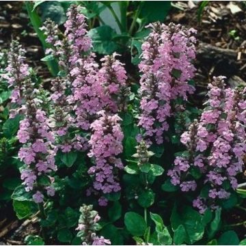 Ajuga reptans 'Rosea' - Günsel