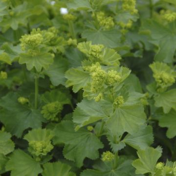 Alchemilla epipsila - Frauenmantel