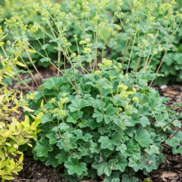 Alchemilla erythropoda - Frauenmantel
