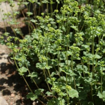 Alchemilla erythropoda 'Alma' - Frauenmantel