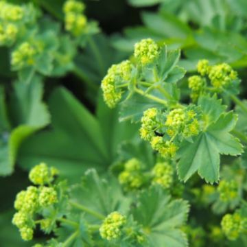 Alchemilla vulgaris - Frauenmantel
