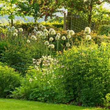 Allium 'Mount Everest' - Zierlauch 