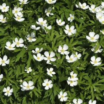 Anemone canadensis - Windröschen