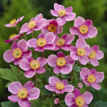 Anemone hupehensis 'Praecox' - Windröschen