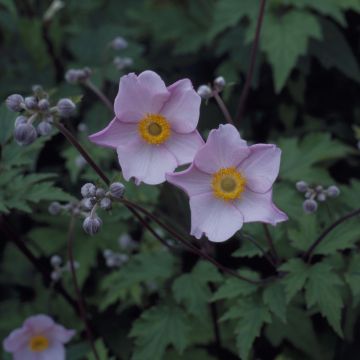 Anemone hupehensis 'September Charm' - Windröschen