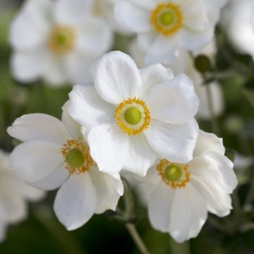 Anemone hybrida 'Andrea Atkinson' - Windröschen