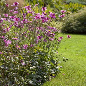 Anemone hybrida 'Hadspen Abundance' - Windröschen