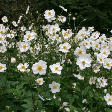 Anemone hybrida 'Honorine Jobert' - Windröschen weiß