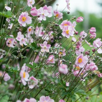 Anemone hybrida 'Mont Rose' - Windröschen
