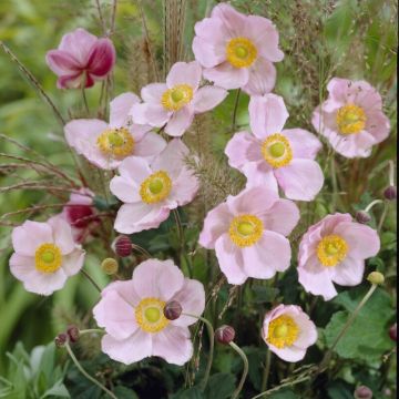 Anemone hybrida 'Richard Ahrens' - Windröschen