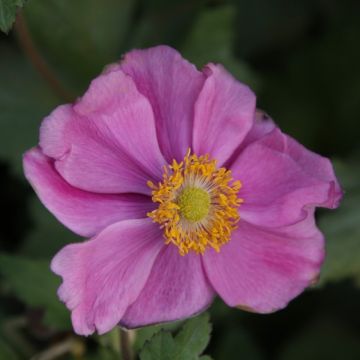 Anemone hybrida 'Rosenschale' - Windröschen