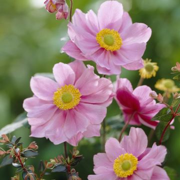 Anemone hybrida 'Serenade' - Windröschen
