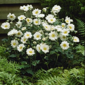 Anemone hybrida 'Whirlwind' - Windröschen