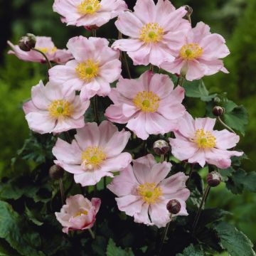Anemone hybride 'Königin Charlotte' - Windröschen