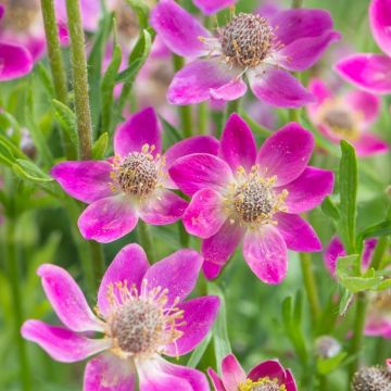Anemone multifida 'Annabella Deep Rose' - Windröschen