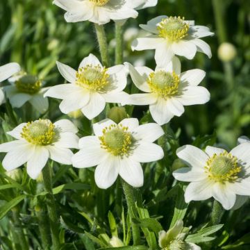 Anemone multifida 'Annabella White' - Windröschen