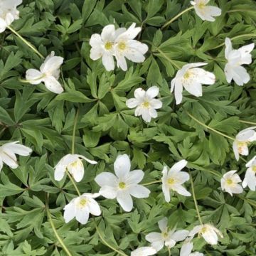 Anemone nemorosa - Windröschen