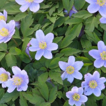 Anemone nemorosa 'Robinsoniana' - Windröschen