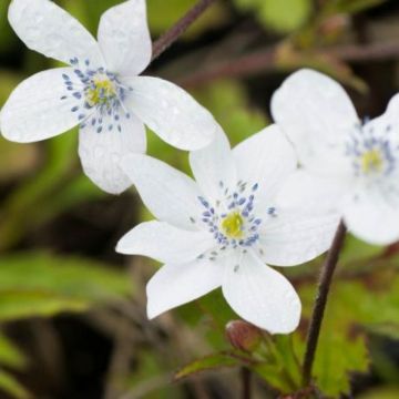 Anemone rivularis - Bach-Anemone