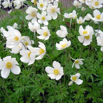 Anemone sylvestris - Windröschen
