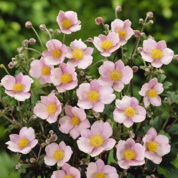 Anemone tomentosa 'Robustissima' - Windröschen