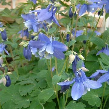 Aquilegia alpina - Akelei