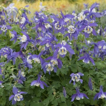 Aquilegia caerulea - Akelei