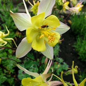 Aquilegia chrysantha 'Yellow Queen' - Akelei 