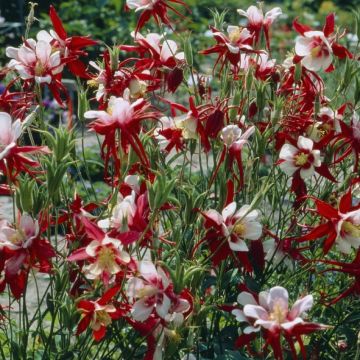 Aquilegia 'Crimson Star' - Akelei