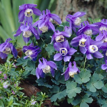Aquilegia flabellata 'Ministar' - Akelei