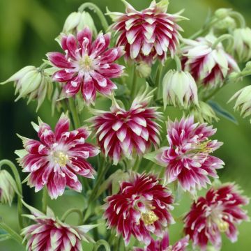 Aquilegia 'Nora Barlow' - Akelei