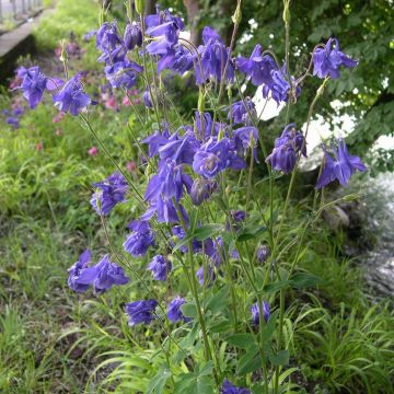 Aquilegia vulgaris - Akelei 