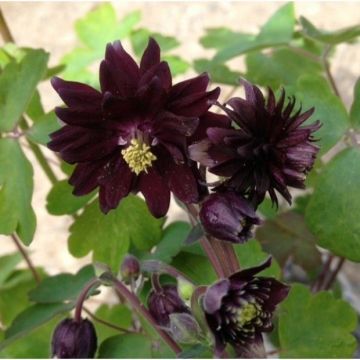 Aquilegia vulgaris 'Black Barlow' - Akelei