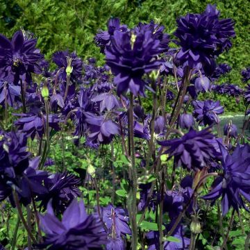 Aquilegia vulgaris 'Blue Barlow' - Akelei