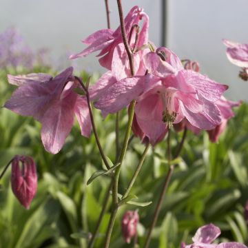 Aquilegia vulgaris 'Heidi' - Akelei