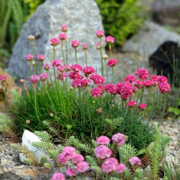 Armeria maritima 'Abbey Deep Rose' - Grasnelke