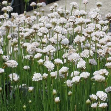 Armeria maritima 'Alba' - Grasnelke