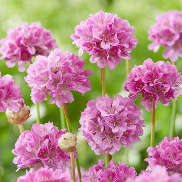Armeria pseudarmeria 'Ballerina Purple Rose' - Grasnelke
