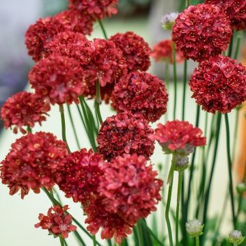 Armeria pseudarmeria 'Ballerina Red' - Grasnelke