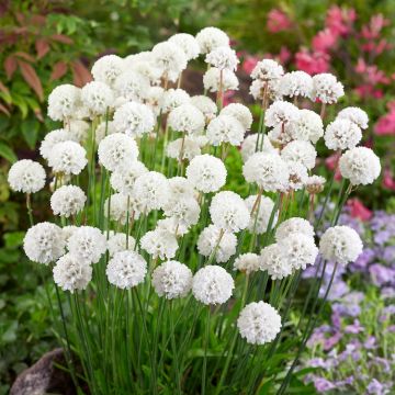 Armeria pseudarmeria 'Ballerina White' - Grasnelke