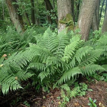 Athyrium filix-femina - Frauenfarn